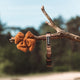 Oh Teddy! - Brown - Hondenhalsband