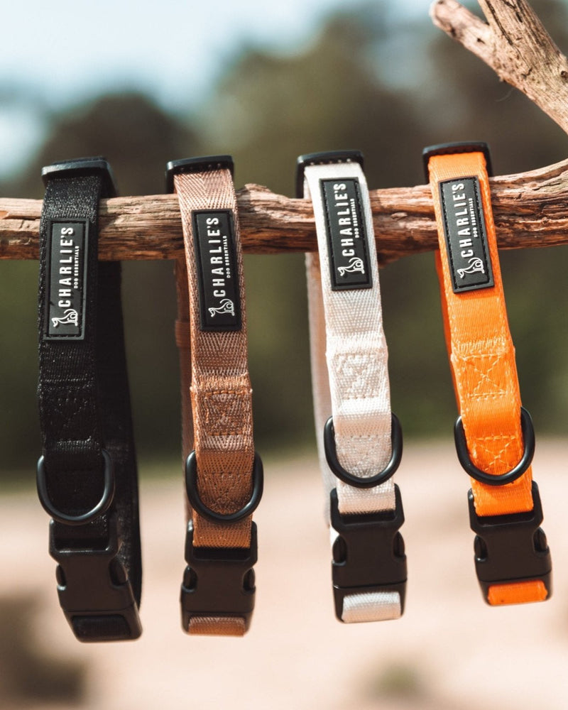Complete set met hondenhalsband - BEST IN BLACK