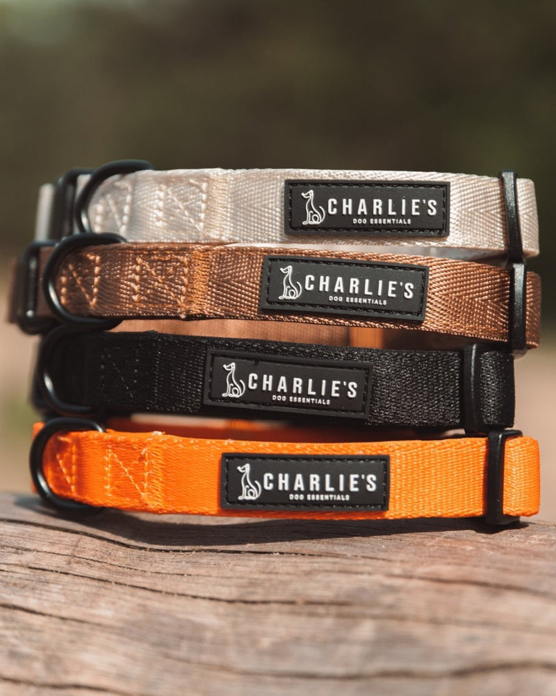 Complete set met hondenhalsband - BEST IN BLACK