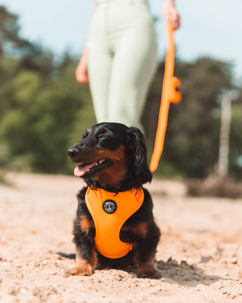 Happy Orange - Hondentuigje