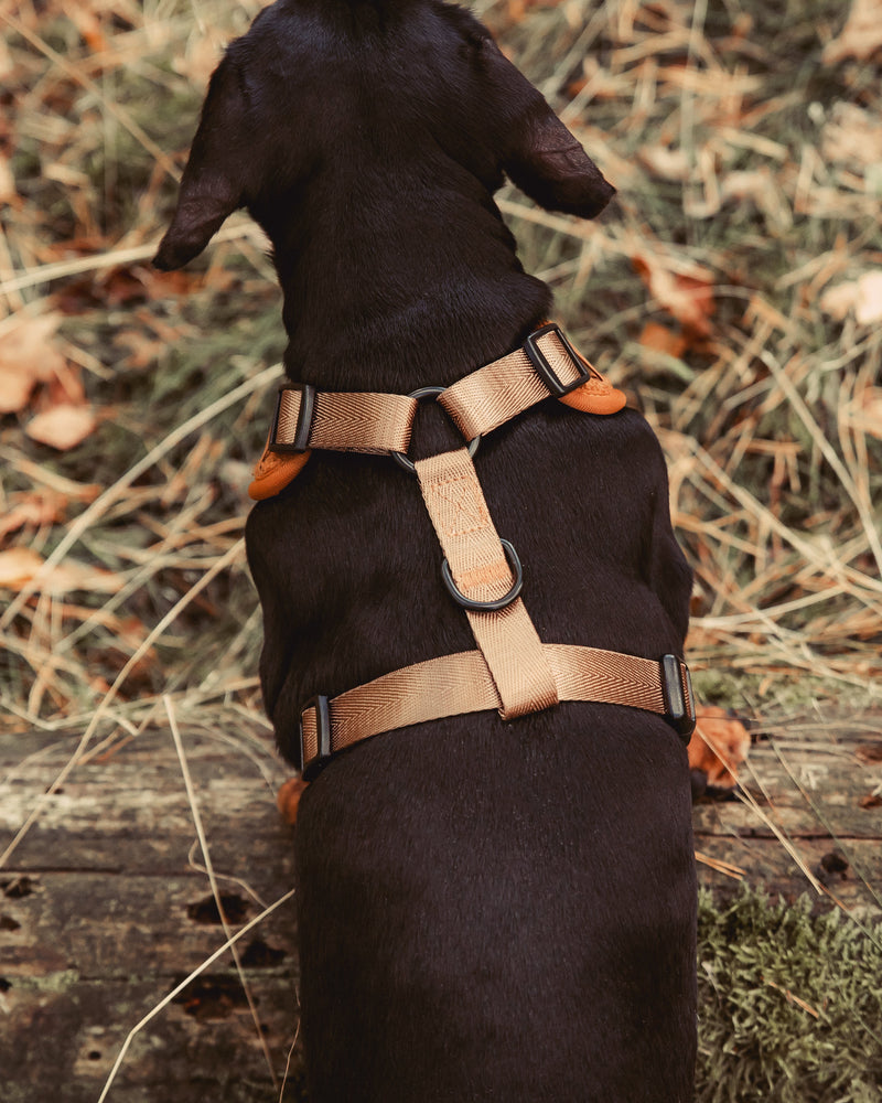 Oh Teddy! – Brown - Hondentuigje