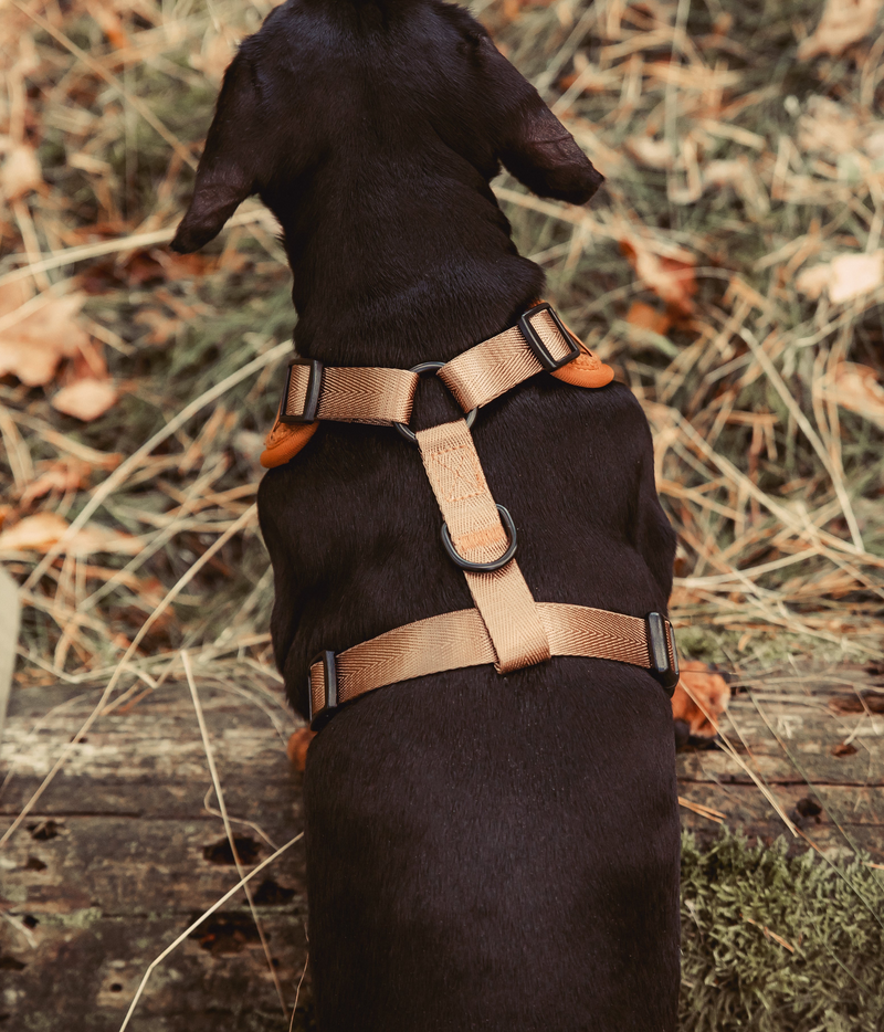 Oh Teddy! – Brown - Hondentuigje