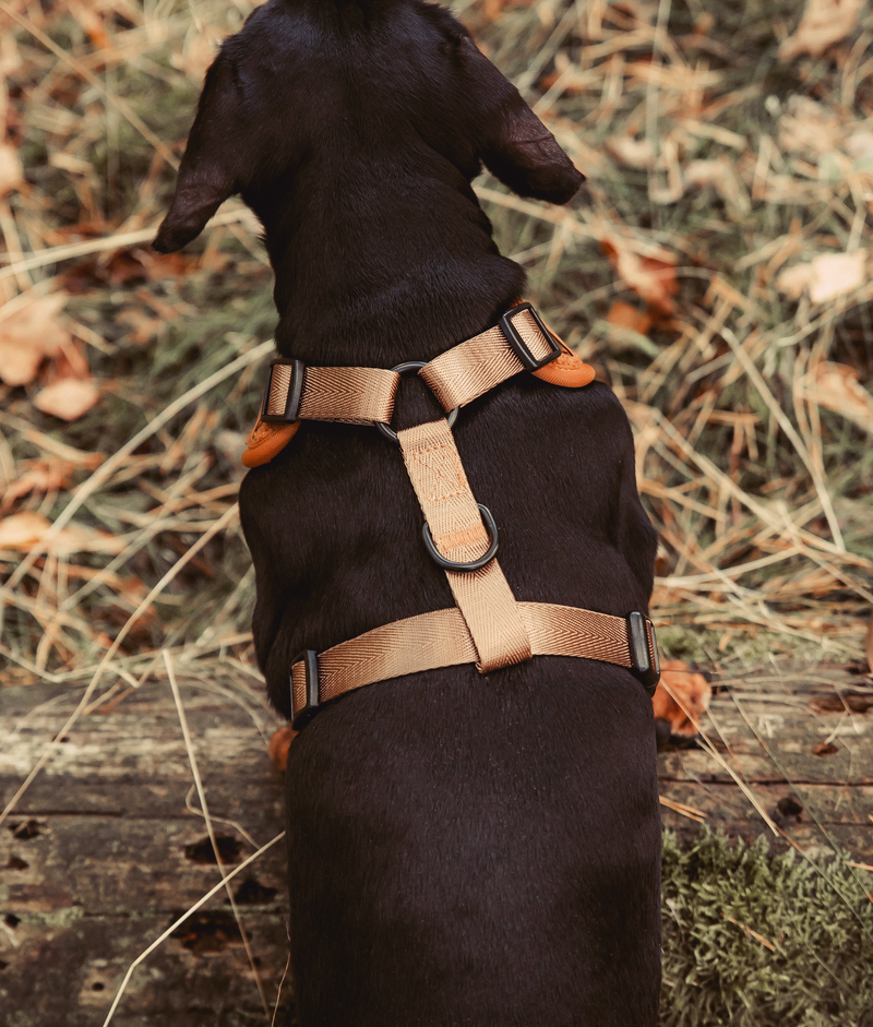 Complete set met hondentuigje 'Oh Teddy' BROWN